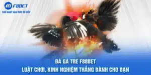 Đá Gà Tre F88BET- Luật Chơi, Kinh Nghiệm Thắng Cho Bạn