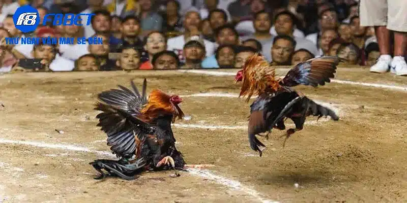 Xét xét kỹ thể trạng gà